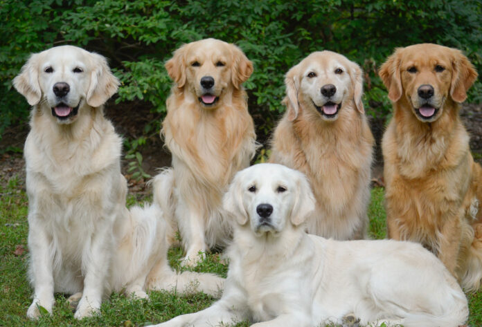 english cream golden retriever