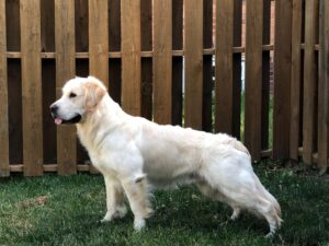 english cream golden retriever