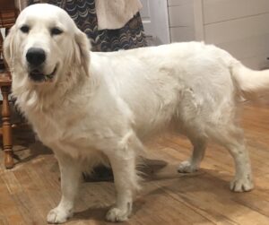 english cream golden retriever