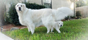 english cream golden retriever