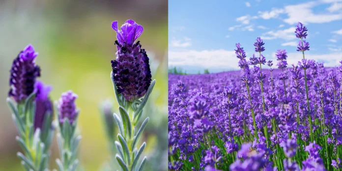 english lavender