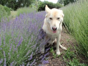 english lavender