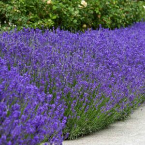 english lavender