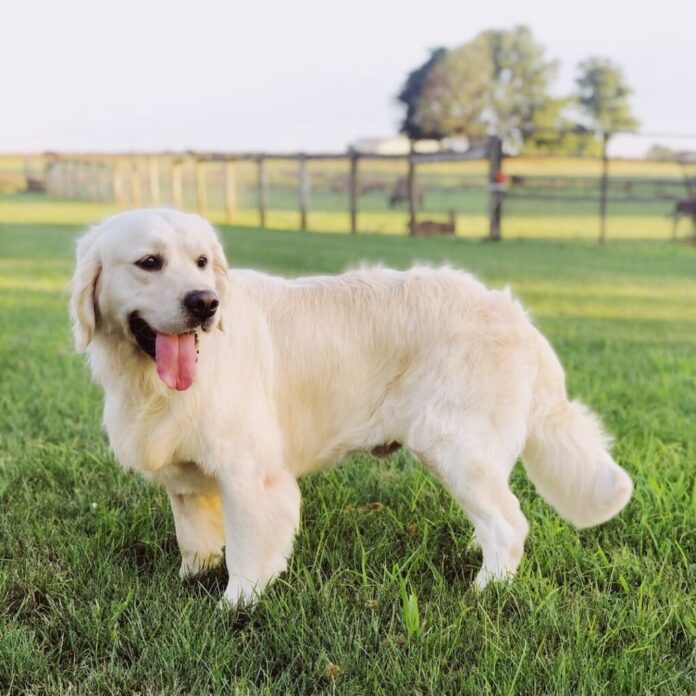 English Cream Golden Retriever